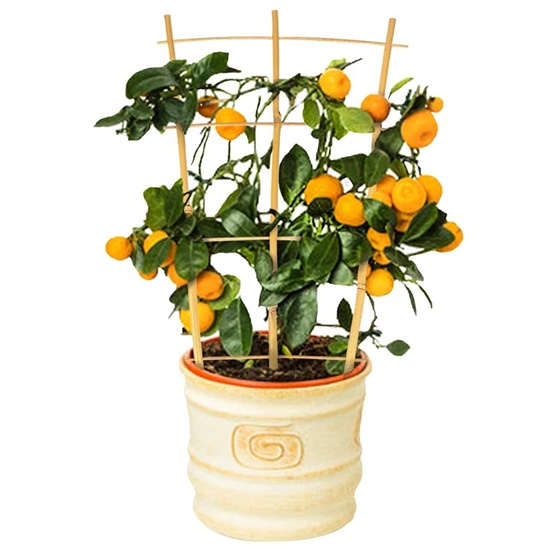 Sustainable Fan-Shaped Bamboo Trellis: Functional Garden Support for Beautiful Growth