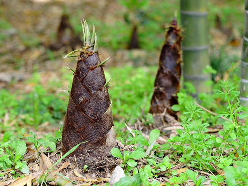 How long does it take to grow bamboo?