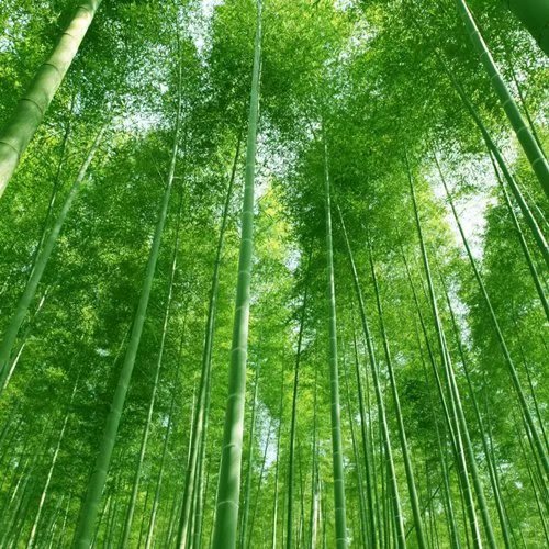 Where are bamboos found?