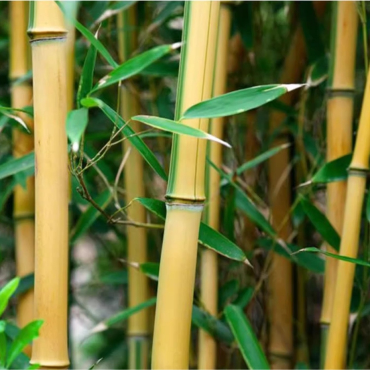 Revolutionary Research Reveals Phyllostachys aureosulcata ‘Spectabilis’ Capabilities in Heavy Metal Remediation