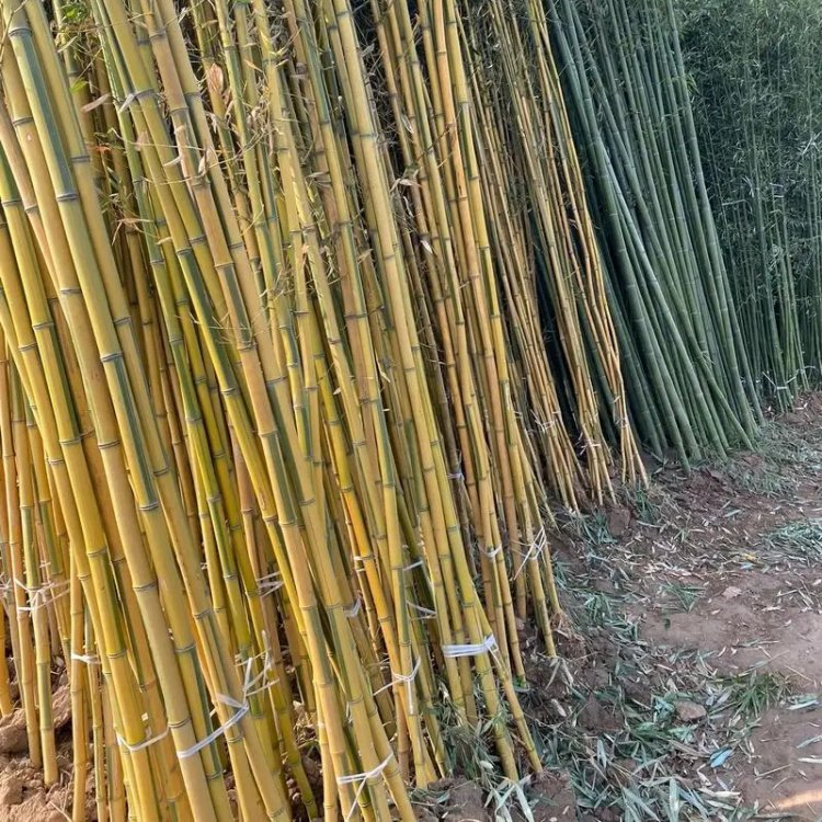 Advancing Bamboo Adaptation Studies for Northern Climates