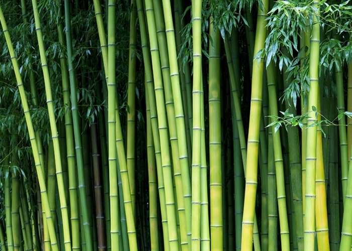 Unlocking the Potential of Green Bamboo: Research Advancements and Future Prospects