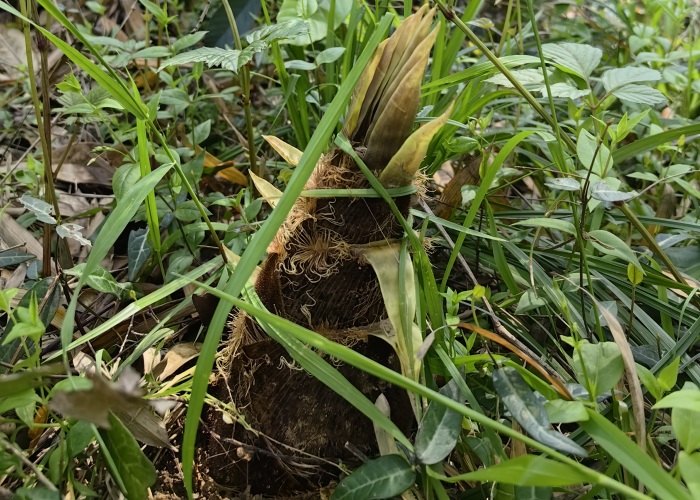 Revolutionizing Bamboo Cultivation: The 'One Bamboo, Three Shoots' Technique Unveiled!