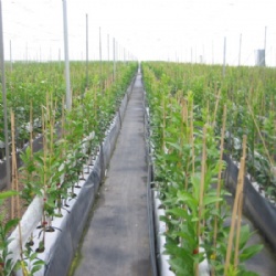 KingNote Agricultural Bamboo Poles: Durable, Eco-Friendly, and Cost-Effective Solutions