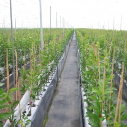 KingNote Agricultural Bamboo Poles: High-Quality, Eco-Friendly Solutions for Gardening and Farming