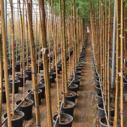 🌱 KingNote Agricultural/Gardening Bamboo Poles: High-Quality, Eco-Friendly Solutions for Your Farming and Gardening Needs