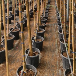 🌿 KingNote Agricultural and Gardening Bamboo Poles: Sustainable and Reliable Solutions for Your Farming Needs