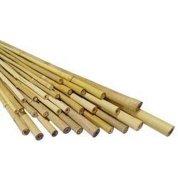 Sustainable Bamboo Plant Stakes - Essential Support for Your Garden and Landscape