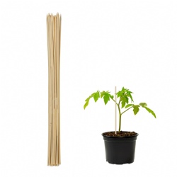 Elevate Your Gardening Game with 50 Natural Bamboo Support Sticks – Secure and Stabilize Climbing Plants, Tomatoes, and More | Weather-Resistant and Sustainable